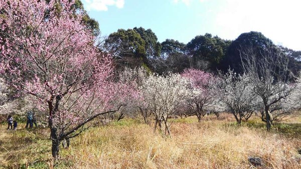 【大分・かんたん・北浜・別府発】 本場日本海で味わう紅ズワイガニ姿盛りを含む全8品カニづくしと東行庵紅白梅めぐり 日帰り1